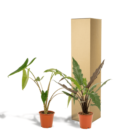 Pflanzenset – Alocasia Zebrina Ø19cm ↕75cm + Alocasia Lauterbachiana Ø19cm ↕75cm – Exotische Pfeilblatt Zimmerpflanzen – Tropisches Set für Wohnzimmer, Büro & Wintergarten