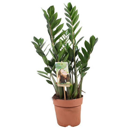 Glücksfeder – Zamioculcas zamiifolia – ZZ-Pflanze – Ø17cm – Höhe ca. 70–75cm – Pflegeleichte Zimmerpflanze mit 4–5 Wedeln – Robuste luftreinigende Grünpflanze