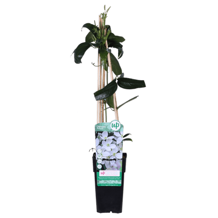 Armands Waldrebe – Clematis armandii – Immergrüne Clematis Weiß – Ø15cm – ca. 65cm hoch