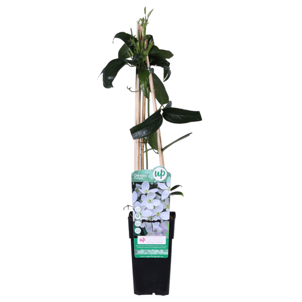 Armands Waldrebe – Clematis armandii – Immergrüne Clematis Weiß – Ø15cm – ca. 65cm hoch