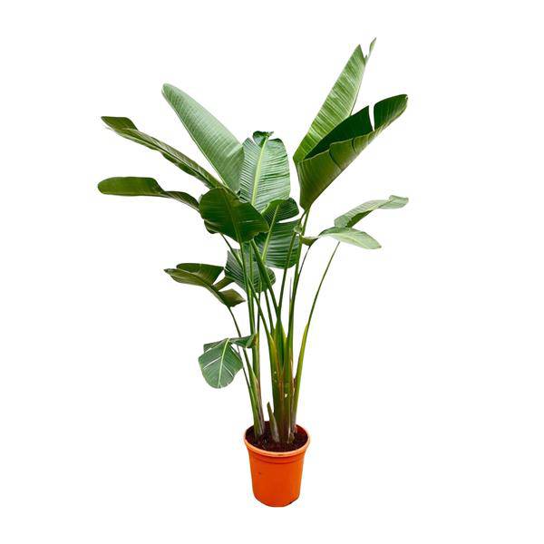 Strelitzia Augusta – Baum-Strelitzie XXL – Weißer Paradiesvogel – 250cm hoch – Ø38cm – Zimmerpflanze mit großen Fächerblättern – Exotischer Blickfang für helle Räume