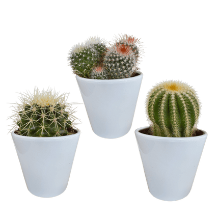 Kaktus Bolcactus Mix – 3 Pflanzen – Ø8,5cm Zimmerpflanzen im weißen Topf – Verschiedene Kugelkakteen – Pflegeleichte Mini-Kakteen für Fensterbank, Büro & Wohnzimmer