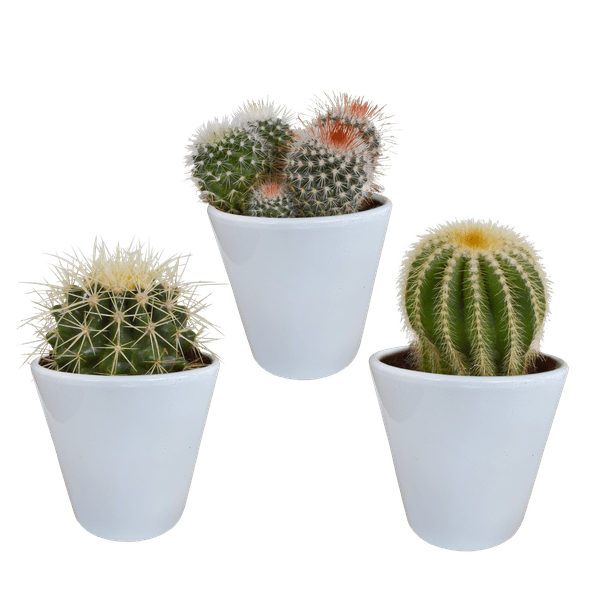 Kaktus Bolcactus Mix – 3 Pflanzen – Ø8,5cm Zimmerpflanzen im weißen Topf – Verschiedene Kugelkakteen – Pflegeleichte Mini-Kakteen für Fensterbank, Büro & Wohnzimmer