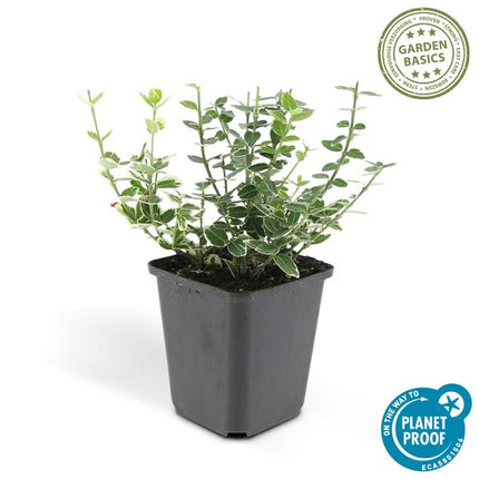 Kletter – Spindelstrauch Euonymus fortunei 'Emerald 'n Gaiety' – 6 Pflanzen – ↕10-25cm – Ø9cm – Winterhart & pflegeleicht