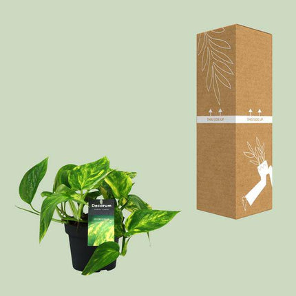 Efeutute Scindapsus Epipremnum Pinnatum HiColor – Ø12cm – ↕20cm – Pflegeleichte Zimmerpflanze mit dekorativem Laub – Kompakte Grünpflanze für Wohnzimmer, Büro & Schlafzimmer