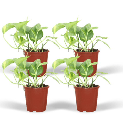 Efeutute Epipremnum aureum Scindapsus Zimmerpflanze Ø12cm ↕20cm – pflegeleichte Grünpflanze für Wohnzimmer, Büro & helle Standorte kaufen