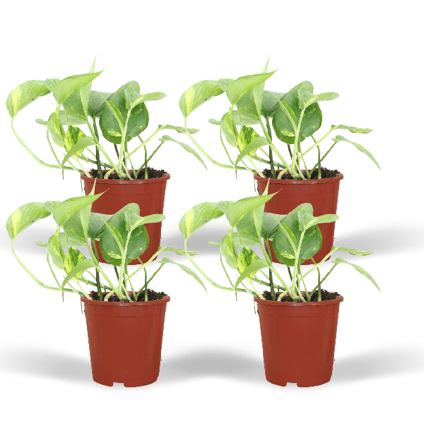 Efeutute Epipremnum aureum Scindapsus Zimmerpflanze Ø12cm ↕20cm – pflegeleichte Grünpflanze für Wohnzimmer, Büro & helle Standorte kaufen