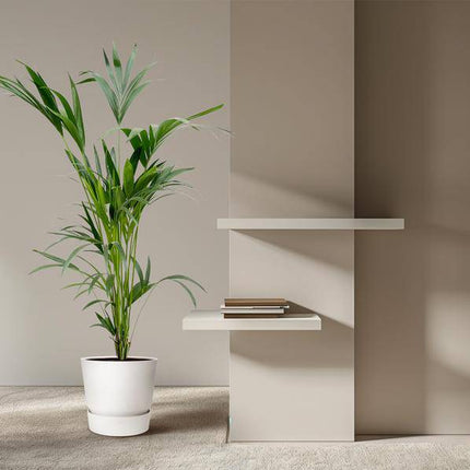 Kentia – Palme – Howea forsteriana – Zimmerpflanze – 160cm – Ø24cm – elegante Grünpflanze für Wohnzimmer, Büro & Wintergarten – pflegeleichte Palme