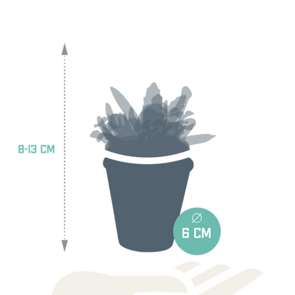 Sukkulenten Mix – 5 Pflanzen – Ø5,5cm Zimmerpflanzen im mediterranen Terrakotta-Topf – Verschiedene Mini-Sukkulenten – Pflegeleichte Pflanzen für Fensterbank, Büro & Wohnzimmer