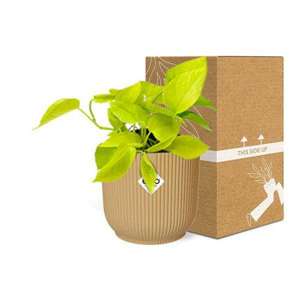 Efeutute Epipremnum Pinnatum Golden Pothos – Zimmerpflanze im dekorativen Topf Vibes Fold 14cm Gelb – pflegeleichte Kletter- & Hängepflanze mit luftreinigenden Eigenschaften