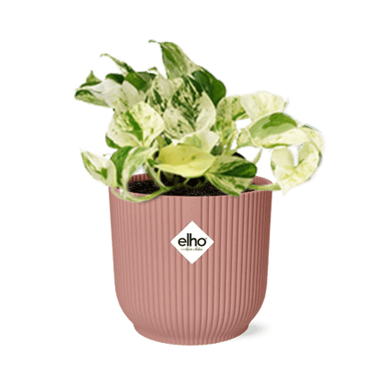 Efeutute – Epipremnum Pinnatum Happy Leaf – pflegeleichte Zimmerpflanze – luftreinigend – Topf Vibes Fold 14cm Rosa – dekorative Kletter- und Hängepflanze