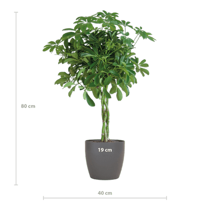 Schefflera Arb Nora – Strahlenaralie – Zimmerpflanze + Topf Viber Grau – ↕70cm – Ø21cm – Kletterpflanze mit auffälligen Handblättern – Pflegeleicht & dekorativ für Innenräume