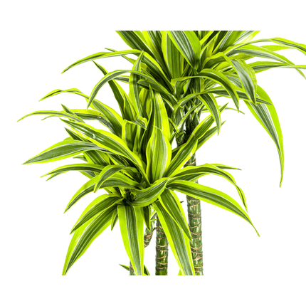 Drachenbaum Dracaena Deremensis Lemon Lime – Zimmerpflanze – Ø27 cm Topf – 180 cm hoch – dekorative Blattpflanze mit lebhaften Grüntönen