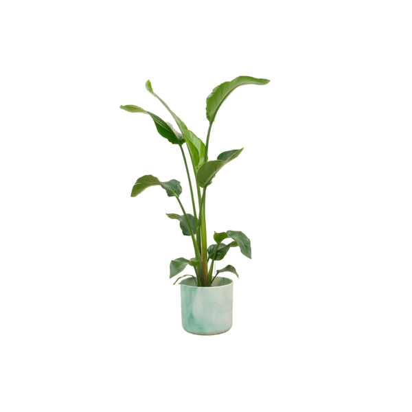 Strelitzia Nicolai – Baum – Strelitzie – Zimmerpflanze ca. 100cm – Ø22cm inkl. Ocean Pacific Green Übertopf – Tropisches Flair für Zuhause & Büro