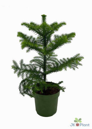 Chiletanne – Araukarie – Araucaria araucana – Ø14cm – 38cm hoch – Zimmerpflanze & Gartenrarität – Immergrün & pflegeleicht