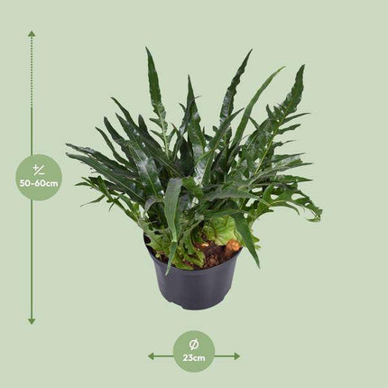 Schlangenhautfarn Aglaomorpha coronans – Zimmerpflanze – Ø23cm – ca. 60cm hoch – Santa Rosa Farn mit gewölbten Wedeln – Pflegeleicht & luftreinigend – Für halbschattige Innenräume