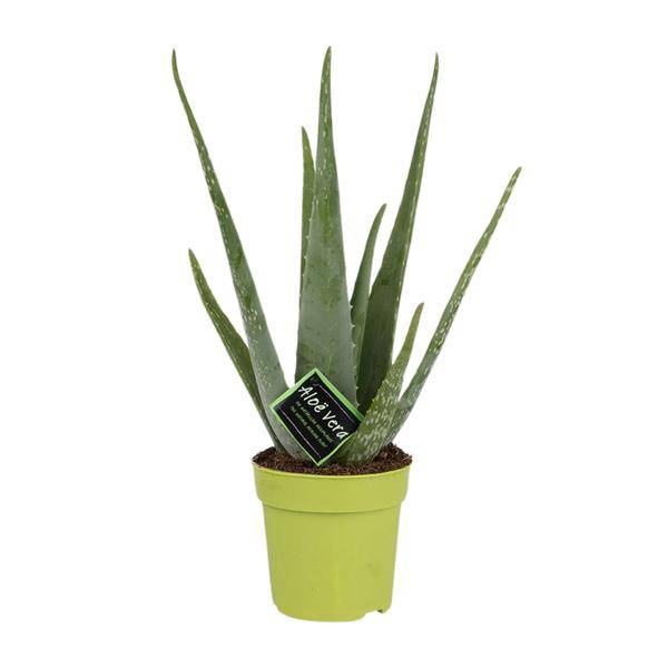 Echte Aloe – Aloe Vera – Zimmerpflanze – Ø12cm – ↕45cm – pflegeleichte Sukkulente für sonnige Standorte & modernes Wohndesign