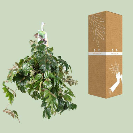 Zimmerrebe – Cissus Rhombifolia Ellen Danica – Ø17cm – ↕70cm – pflegeleichte Rankpflanze – dekorative Zimmerpflanze mit luftreinigenden Eigenschaften