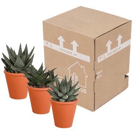Sukkulenten Mix Gasteria & Haworthia – 3 Pflanzen – Ø8,5cm Zimmerpflanzen im Terrakotta-Topf – Verschiedene Mini-Sukkulenten – Pflegeleichte Pflanzen für Fensterbank, Büro & Wohnzimmer