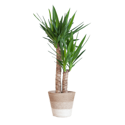 Yucca Elephantipes – Riesen-Palmlilie – Zimmerpflanze – ca. 90cm hoch – Ø21cm – In Pflanzkorb Lissabon Weiß – Pflegeleicht & dekorativ