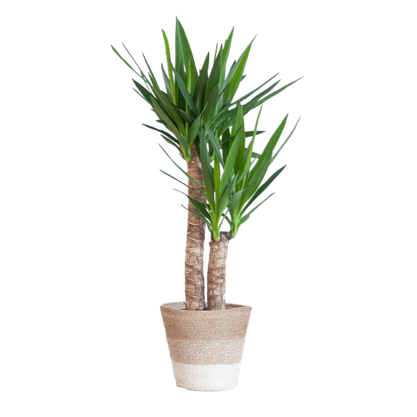 Yucca Elephantipes – Riesen-Palmlilie – Zimmerpflanze – ca. 90cm hoch – Ø21cm – In Pflanzkorb Lissabon Weiß – Pflegeleicht & dekorativ