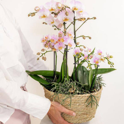 Einlage mit Wasserreservoir für Orchideenschale – Bewässerungssystem für Orchideen – Feldstrauß 1x12cm + 2x9cm + 3x WaterWicks – Ø25cm