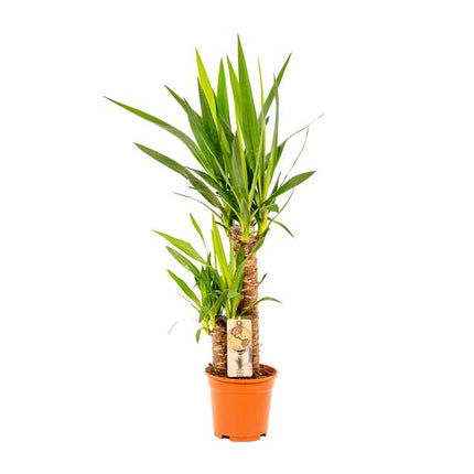Palmlilie Yucca – Robuste Zimmerpflanze – Ø17cm – Höhe 90cm – Luftreinigend & Pflegeleicht – Perfekt für helle Standorte