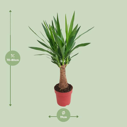 Palmlilie – Yucca „Maya-Baum“ mehrstielig – Zimmerpflanze 80cm – Ø19cm – Immergrüne Pflanze mit schwertförmigen Blättern – Exotische & pflegeleichte Grünpflanze für Wohnzimmer, Büro & Wintergarten