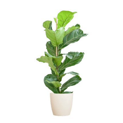 Ficus Lyrata – Geigen-Feige – Zimmerpflanze ↕80cm – Ø21cm – große Blätter – inklusive nachhaltigem Viber Topf Weiß – dekorative Grünpflanze für Zuhause und Büro