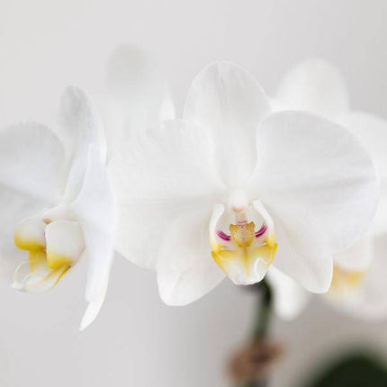 Pflanzset Phalaenopsis Orchidee Amabilis Weiß & Sukkulente Crassula Hobbit – Im blauen Painted Stripe Keramiktopf Ø9cm + Ø6cm