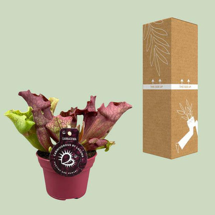 Schlauchpflanze Sarracenia – Kannenpflanze – Zimmerpflanze – Ø12cm – ca. 20cm – Pflegeleicht & Exotisch
