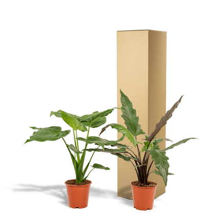Alocasia Set – Cucullata & Lauterbachiana – Ø19cm Zimmerpflanzen – Exotische Grünpflanzen mit großen dekorativen Blättern – Pflegeleichte Pflanzen für Wohnzimmer, Büro & Wintergarten