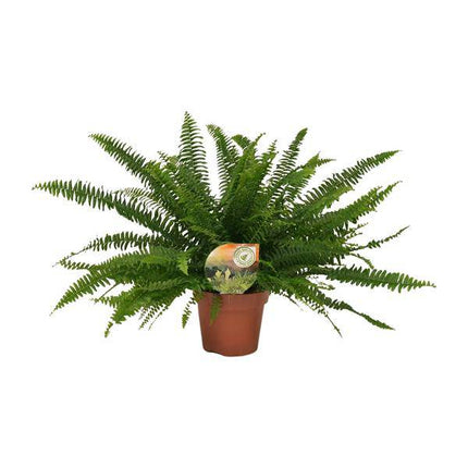 Schwertfarn – Nephrolepis Green Lady – Boston-Farn – Ø17cm – Höhe ca. 40cm – Pflegeleichte Zimmerpflanze – Tropische Grünpflanze mit federartigen Wedeln