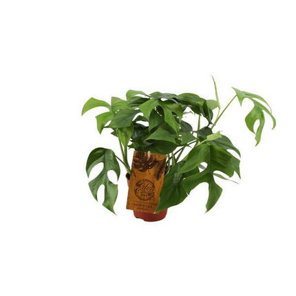 Fensterblatt – Monstera Minima – Zimmerpflanze – Ø12cm – ↕30cm – Kompakte & pflegeleichte Grünpflanze – Dekorative Kletterpflanze für Innenräume