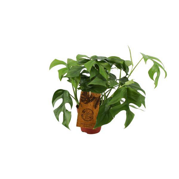Fensterblatt – Monstera Minima – Zimmerpflanze – Ø12cm – ↕30cm – Kompakte & pflegeleichte Grünpflanze – Dekorative Kletterpflanze für Innenräume