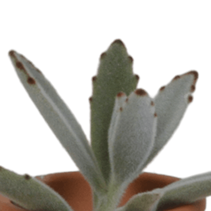 Sukkulenten Mix – 5 Pflanzen – Ø5,5cm Zimmerpflanzen im mediterranen Terrakotta-Topf – Verschiedene Mini-Sukkulenten – Pflegeleichte Pflanzen für Fensterbank, Büro & Wohnzimmer