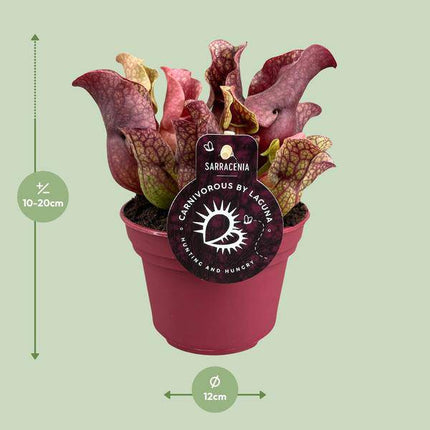 Schlauchpflanze – Sarracenia – Ø12cm – ↕20cm – Fleischfressende Zimmerpflanze – Exotische Karnivore für Zuhause & Büro – Pflegeleicht & dekorativ