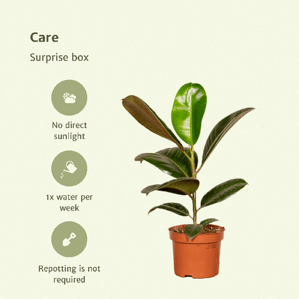 Pflanzen Überraschungsbox Ø12cm ↕25cm – pflegeleichtes Pflanzen Set für Urban Jungle, Fensterbank, Wohnzimmer & Büro