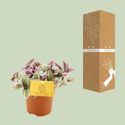 Tradescantia Sweetness – Dreimasterblume – Zimmerpflanze – Ø10,5cm – Höhe ca. 10cm – Kompakte, pflegeleichte Blattschmuckpflanze – Für Fensterbank & Büro