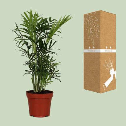 Mexikanische Bergpalme – Chamaedorea Elegans – Zimmerpflanze – Ø12cm – ↕40cm – pflegeleichte Zwergbergpalme mit tropischem Flair – grüne Palme für Zuhause & Büro