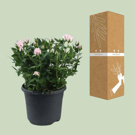 Rose – Topfrose Jewel Patio Baby – Zimmerpflanze – Ø17cm – ca. 30cm hoch – blühende Duftrose für Balkon, Terrasse & Innenbereich