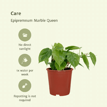 Baumfreund – Philodendron Scandens – Zimmerpflanze – Ø12cm – ca. 5cm hoch – 2 Pflanzen – pflegeleichte Grünpflanze mit herzförmigen Blättern