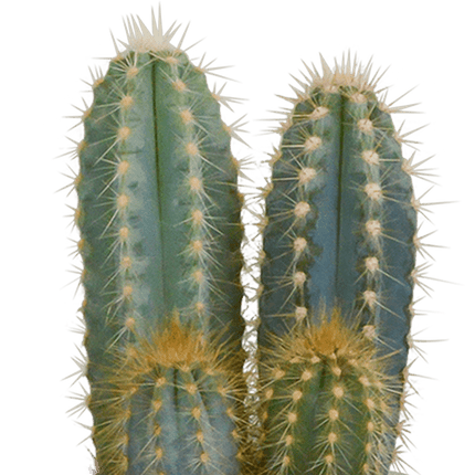 Kakteen Mix – 3 Zimmerpflanzen – Ø8,5cm – Verschiedene Kakteen im weißen Topf – Pflegeleichte Sukkulenten für Fensterbank, Büro & Wohnzimmer