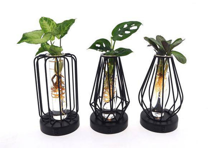 Zimmerpflanzen Mix im Turin Glas mit LED – 3er Set – Ø7cm, Höhe 20cm – Deko mit Beleuchtung – Pflanzenterrarien mit Licht – Geschenkidee & Raumdeko