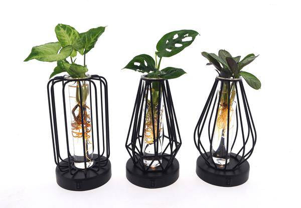 Zimmerpflanzen Mix im Turin Glas mit LED – 3er Set – Ø7cm, Höhe 20cm – Deko mit Beleuchtung – Pflanzenterrarien mit Licht – Geschenkidee & Raumdeko