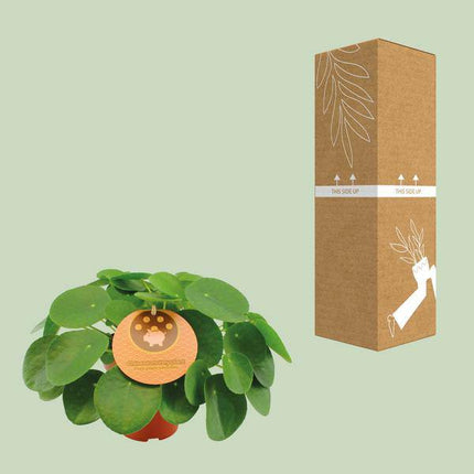 Chinesischer Geldbaum – Pilea Peperomioides – Ø15cm – ca. 30cm hoch – pflegeleichte Glückspflanze mit runden Blättern – trendige Zimmerpflanze