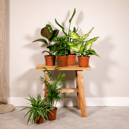 Pflanzen Überraschungsbox Ø12cm ↕25cm – pflegeleichtes Pflanzen Set für Urban Jungle, Fensterbank, Wohnzimmer & Büro