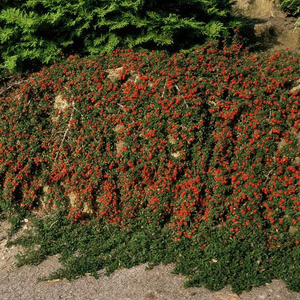 Cotoneaster prostratus 'Königin der Teppiche' – Teppichmispel – Ø9cm – ↕10-25cm – 12 Pflanzen – Winterharter Bodendecker mit Blüten & Beeren