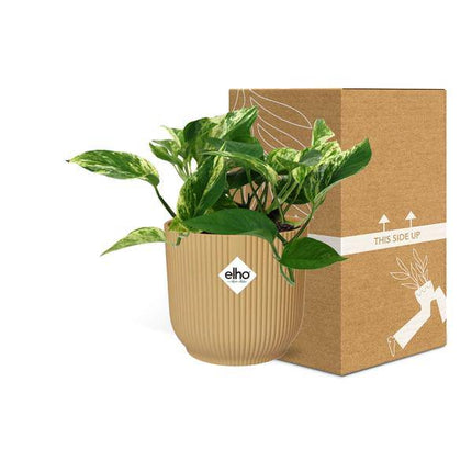Baumfreund – Scindapsus Epipremnum Marble Queen – pflegeleichte Zimmerpflanze im Topf Vibes Fold 14cm Gelb – hängende & kletternde Grünpflanze mit luftreinigenden Blättern