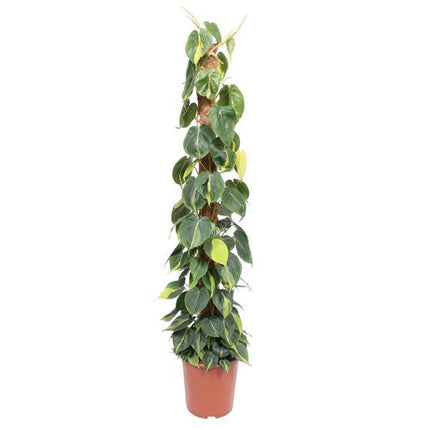 Baumfreund – Philodendron Scandens Brasil 150cm – Ø27cm – Kletterpflanze mit Moosstock – Herzförmige Blätter – Pflegeleichte Zimmerpflanze für Wohnzimmer, Büro & Wintergarten